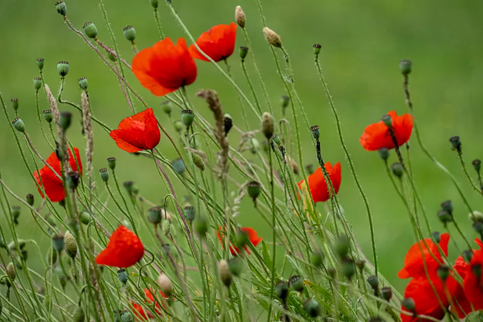 Paul Teerlinck Klaproos1665