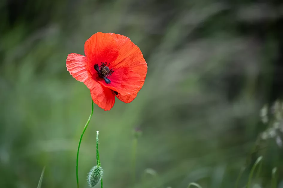 Paul Teerlinck Klaproos0810