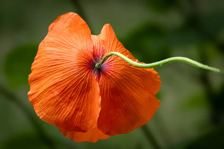 Paul Teerlinck Klaproos0200