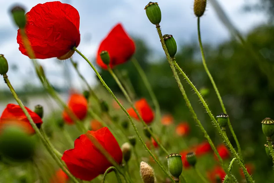 Paul Teerlinck Klaproos9307