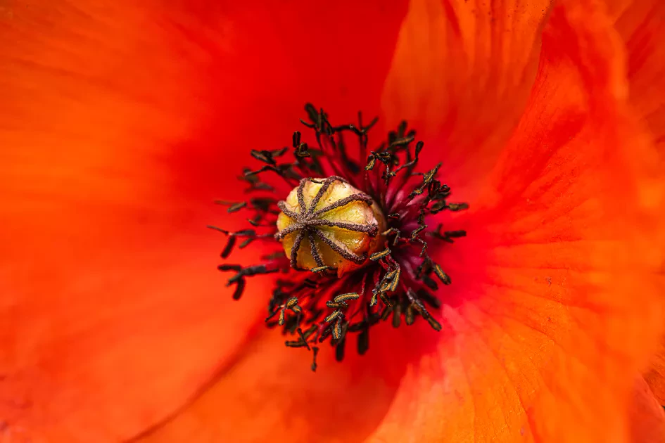 Paul Teerlinck Klaproos